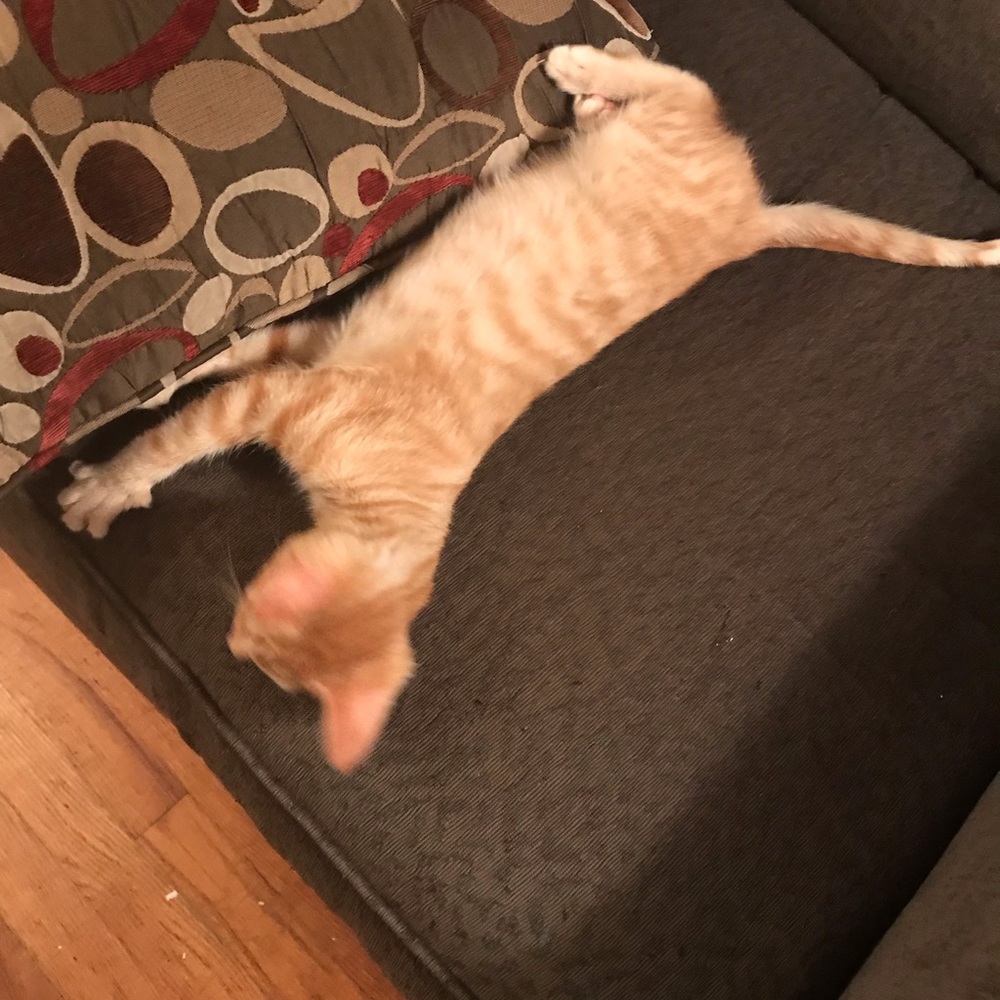 Meet your Posher, Nancy